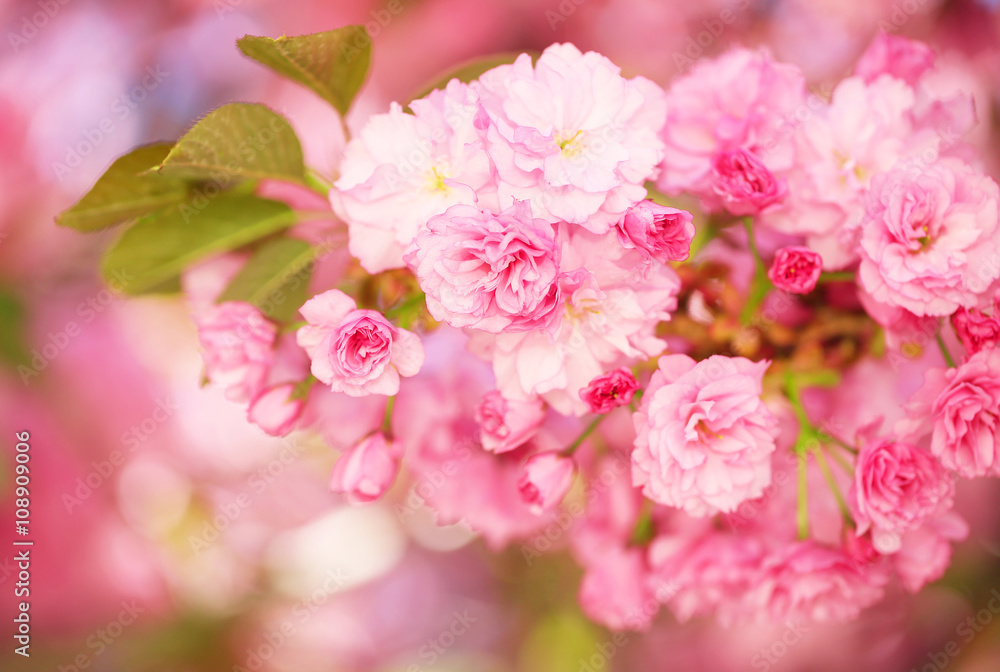 Spring Blossom. Beautiful Pink Flowers. Sakura