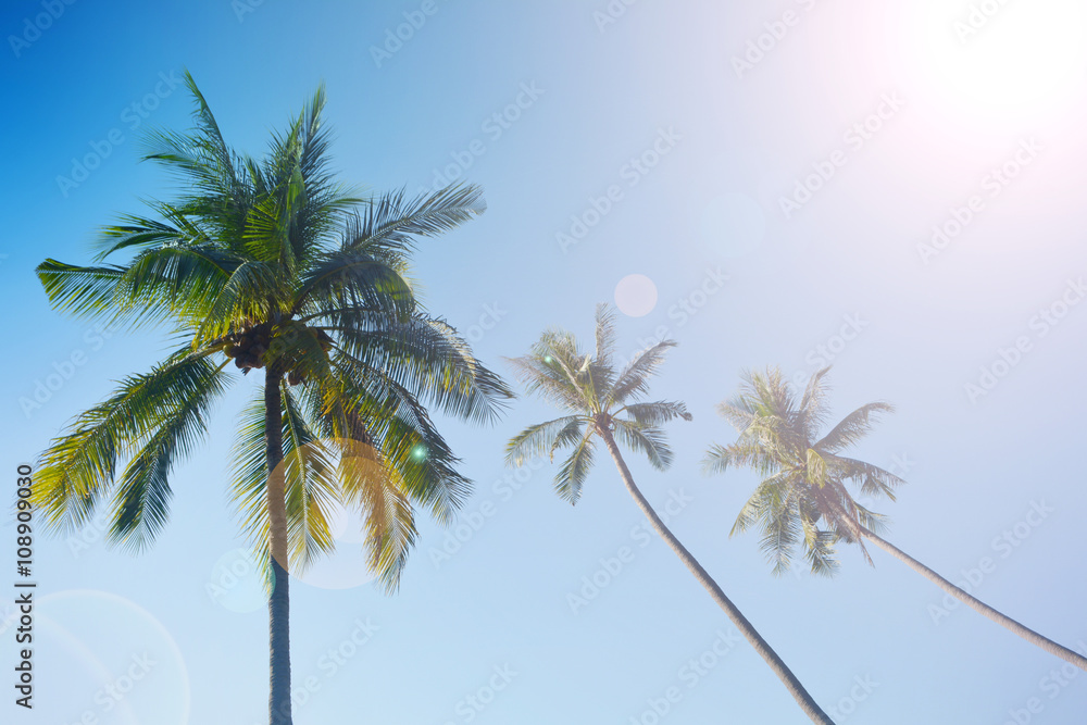  coconut tree and blue sky nature  background