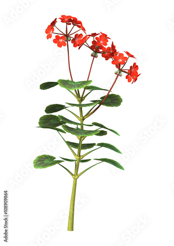 Fototapeta Naklejka Na Ścianę i Meble -  3D Illustration Red Geranium on White