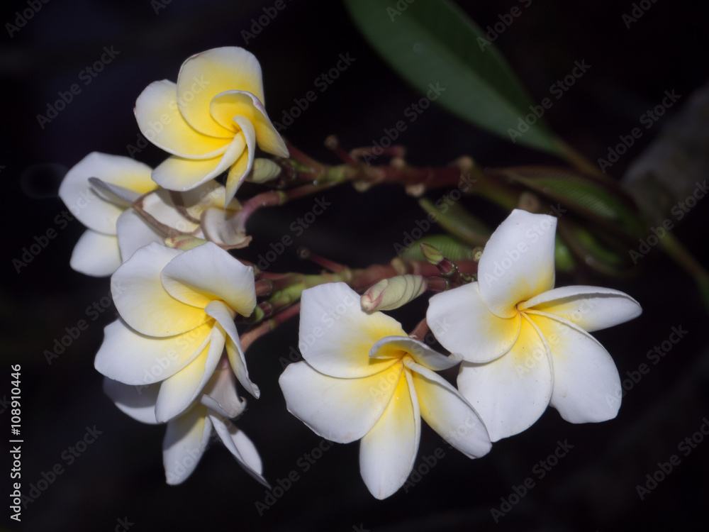 Fototapeta premium Cassia fistula or called golden shower tree in English on the tree