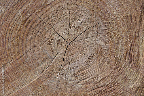 Close-up of cross section of tree trunk