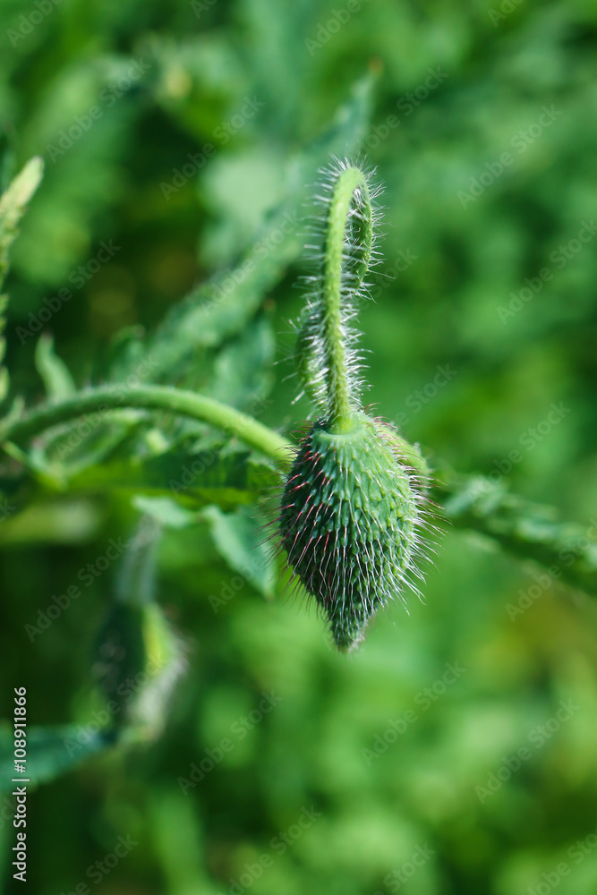 flowers,Opium Poppy,Papaver somniferum L., flowers,Opium Poppy,Papaver somniferum L.,