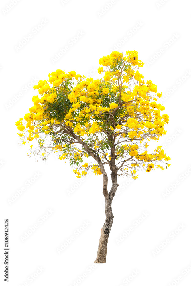 yellow flower and tree yellow flower and tree