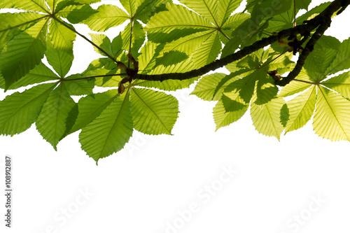 Fotografija buckeye branch isolated on white background with clipping path