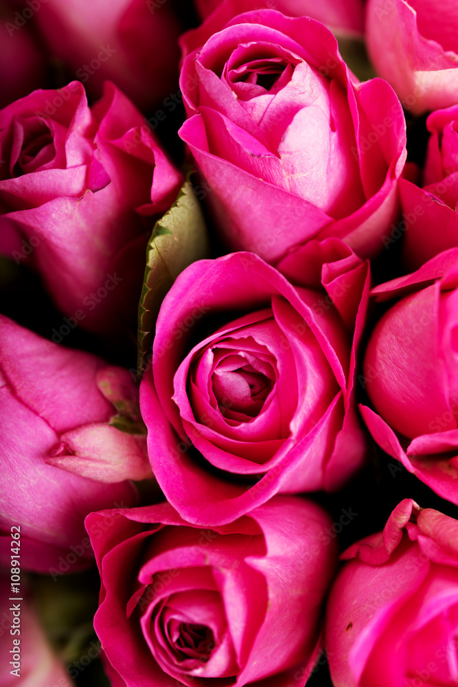 Close up pink rose background Close up pink rose background