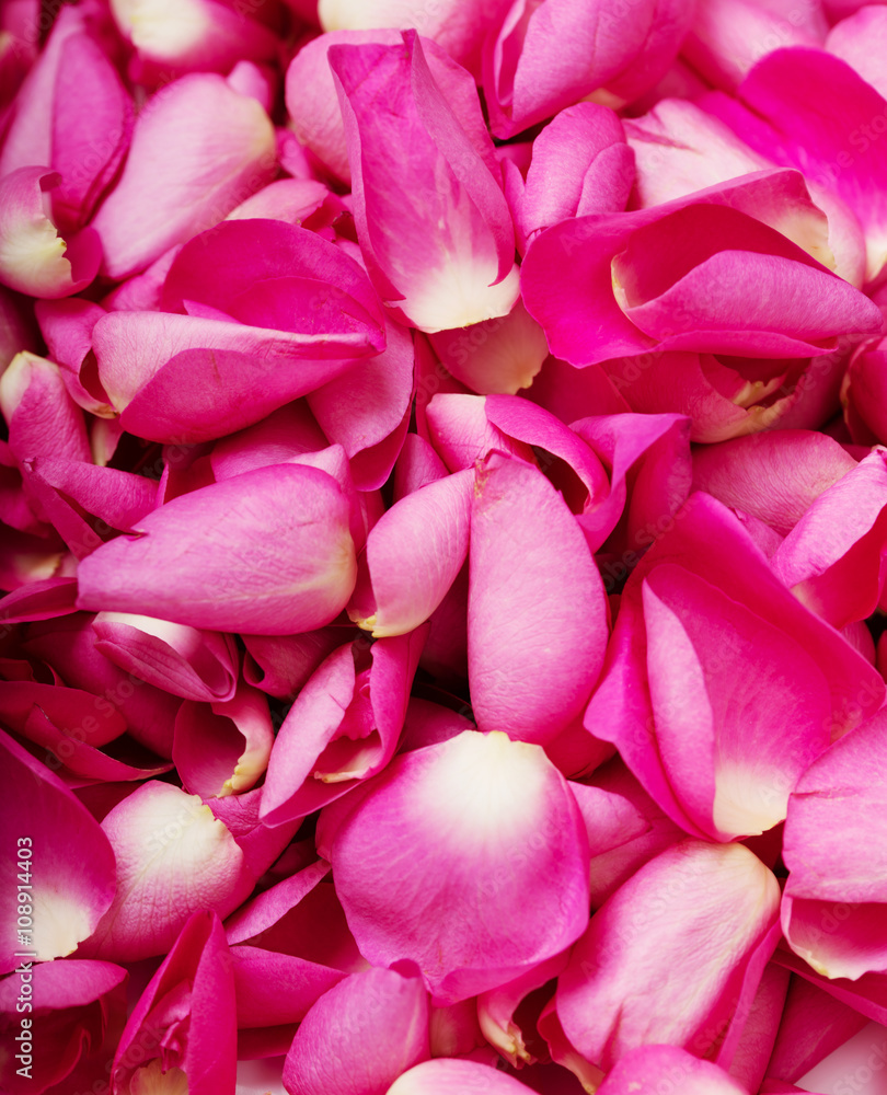Close up pink rose petal background Close up pink rose petal background