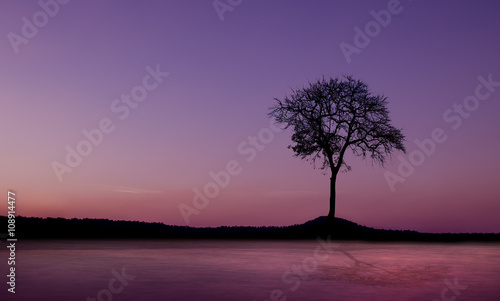 Sunset and dead tree mountain © photoraidz