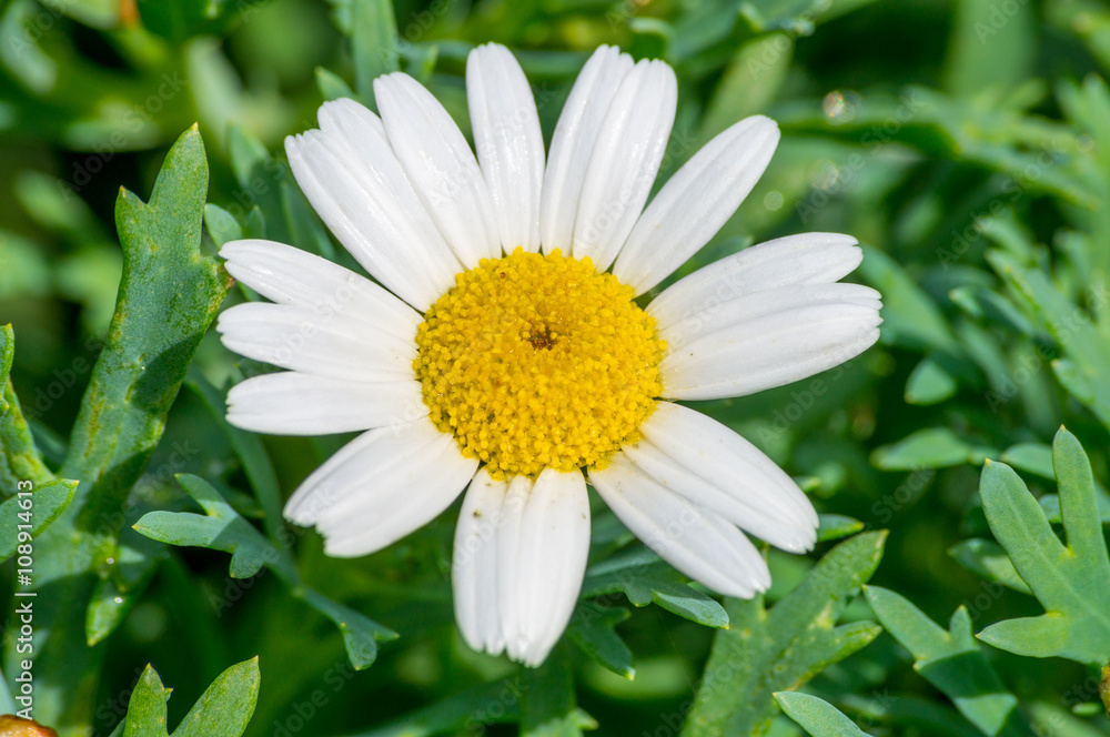 Fototapeta premium Marguerite closeup