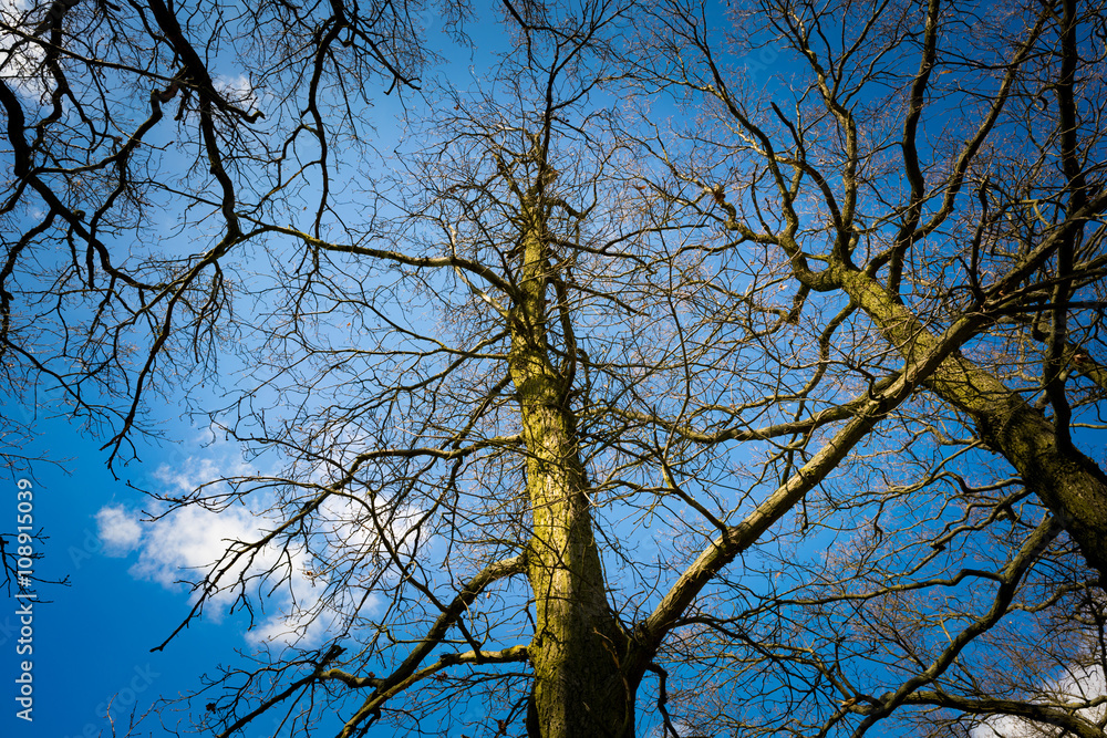 Obraz premium Branches of a tree without leaves on a background of blue sky