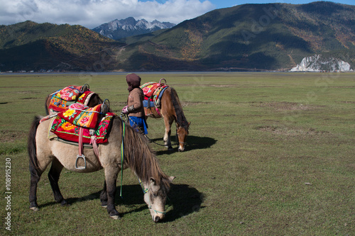 Horses for tourist in grass field at Shangri-La, China