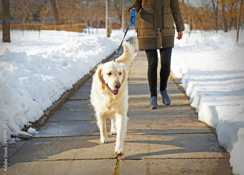 Fototapeta Naklejka Na Ścianę i Meble -  Golden retriever going for a walk with mistress outdoors in winter