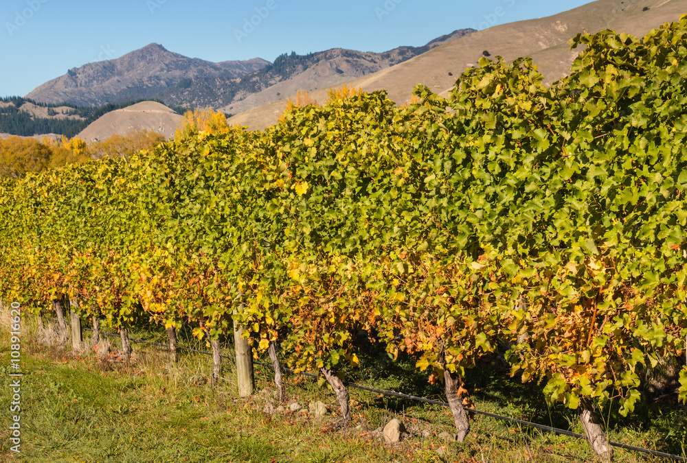 row of grapevine in vineyard in autumn