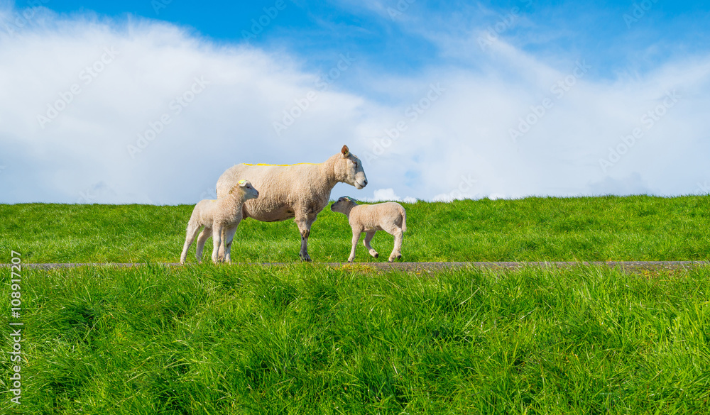 Sheep walking on a dike in spring
Sheep walking on a dike in spring