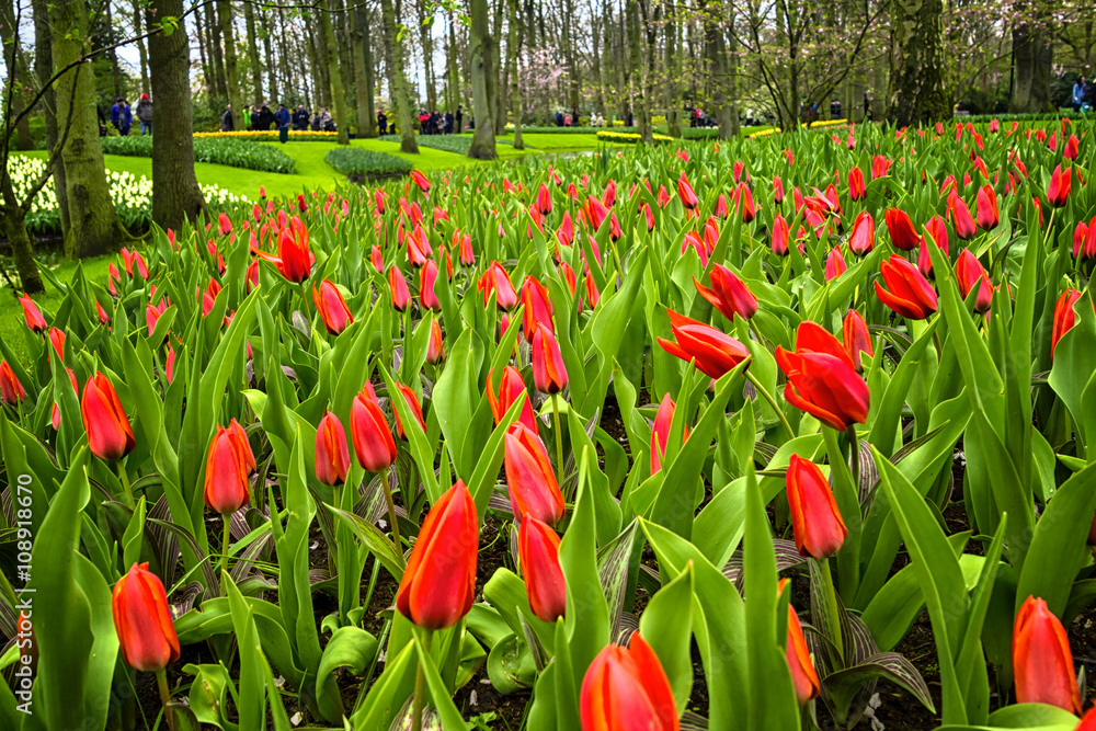 Keukenhof, the Netherlands