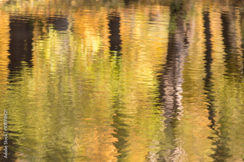 reflections of yellow autumn trees