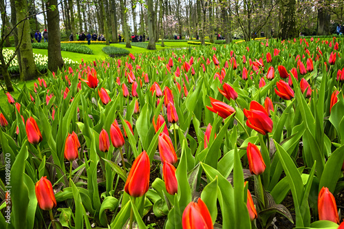 Obraz na płótnie Keukenhof, the Netherlands w salonie