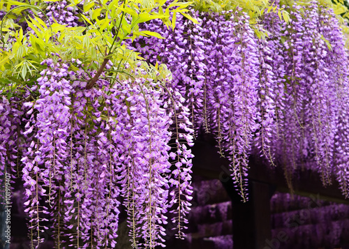 Flowering wisteria  Kyoto Japan.