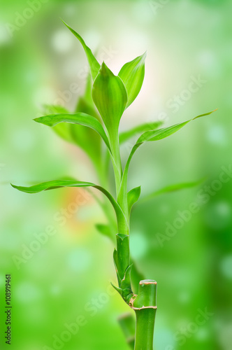 Fototapeta Naklejka Na Ścianę i Meble -  Fresh bamboo stem on green background