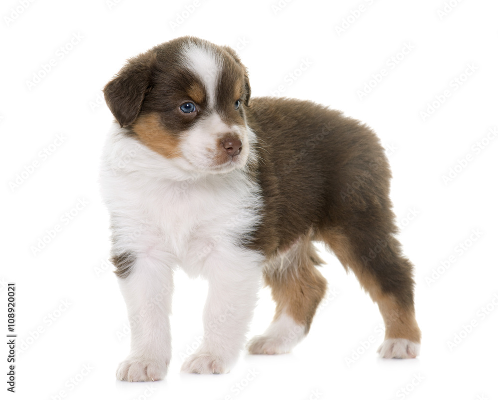 puppy australian shepherd