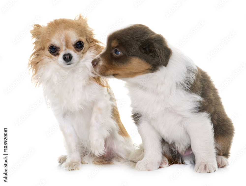 puppy australian shepherd and chihuahua puppy australian shepherd and chihuahua