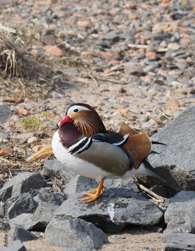 mandarin duck on the lake