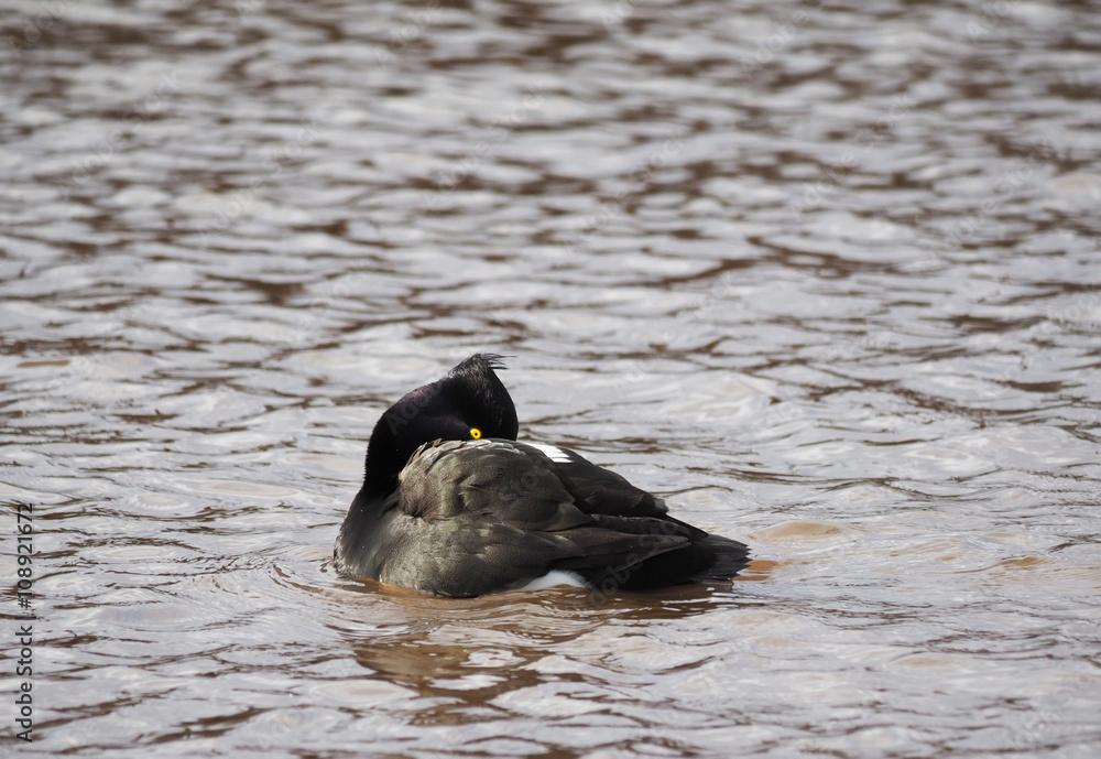 Fototapeta premium tufted duck on the lake