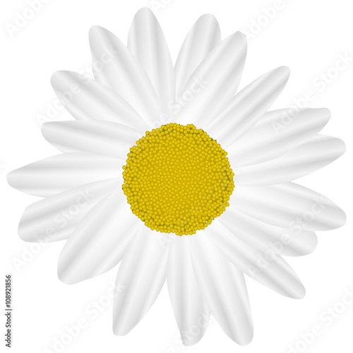 Illustration Vector Graphic Flower Marguerite