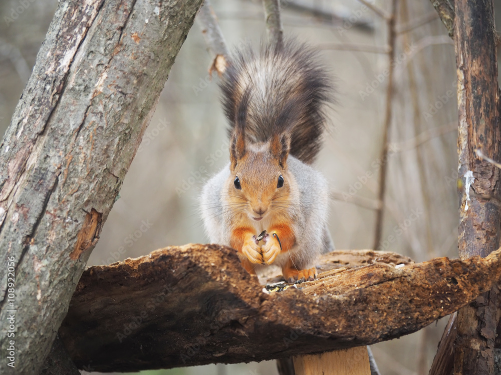 red squirrel on a feeding trough in the forest red squirrel on a feeding trough in the forest