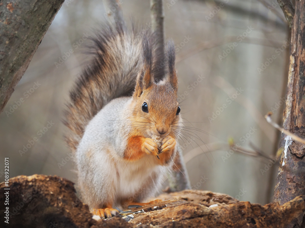 red squirrel on a feeding trough in the forest