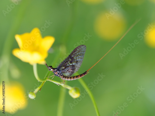 closeup of mayfly (Ephemeroptera) on leaf