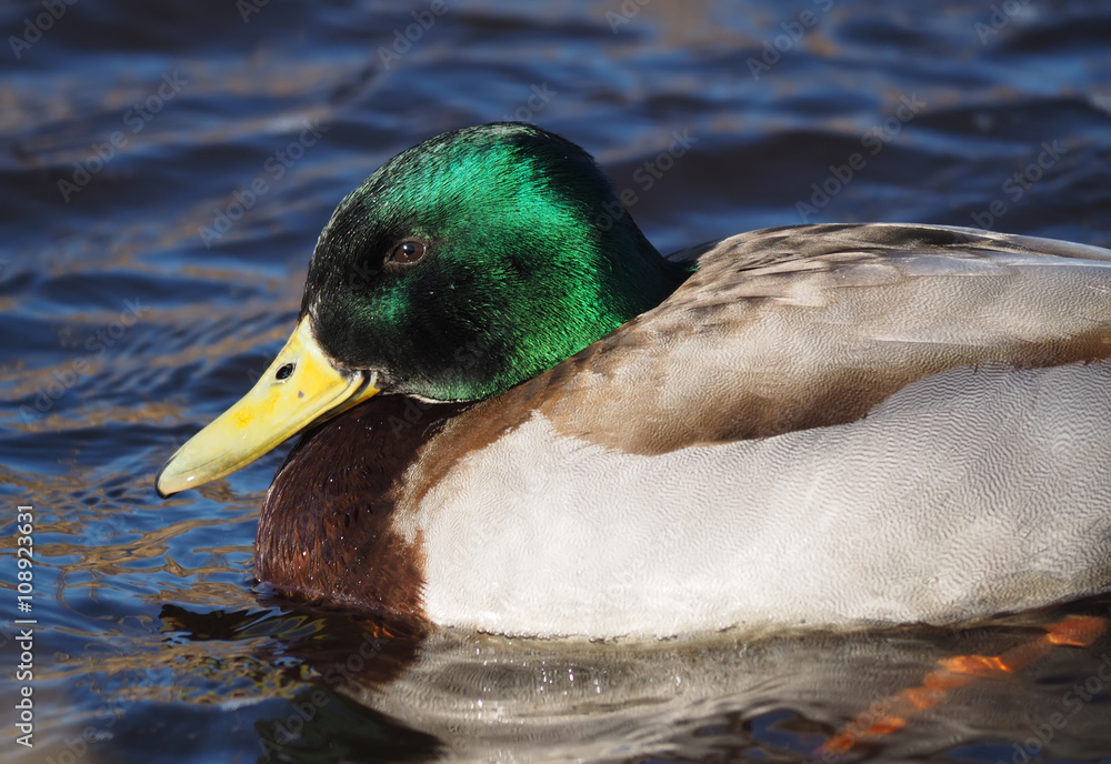 Obraz premium duck on the lake