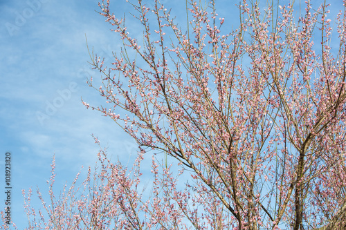 Sakura , cherry blossom, tree