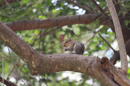 Squirrel eating time © buddycool
