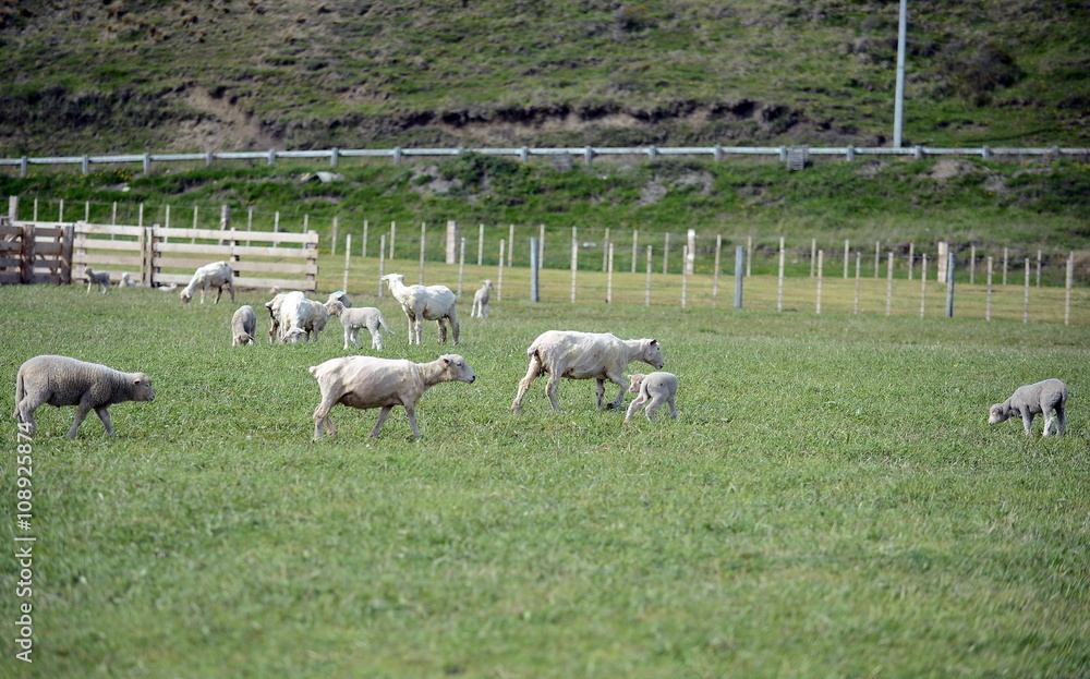 Pasture for sheep in the village of Cameron. Tierra Del Fuego.