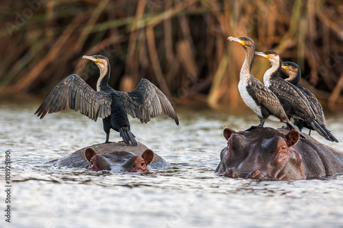 Canvas Print African darter, Anhinga rufa, sitting on the back of Hippopotamus,