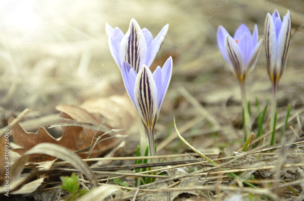 Macro photo of the four of crocus at sunset Macro photo of the four of crocus at sunset