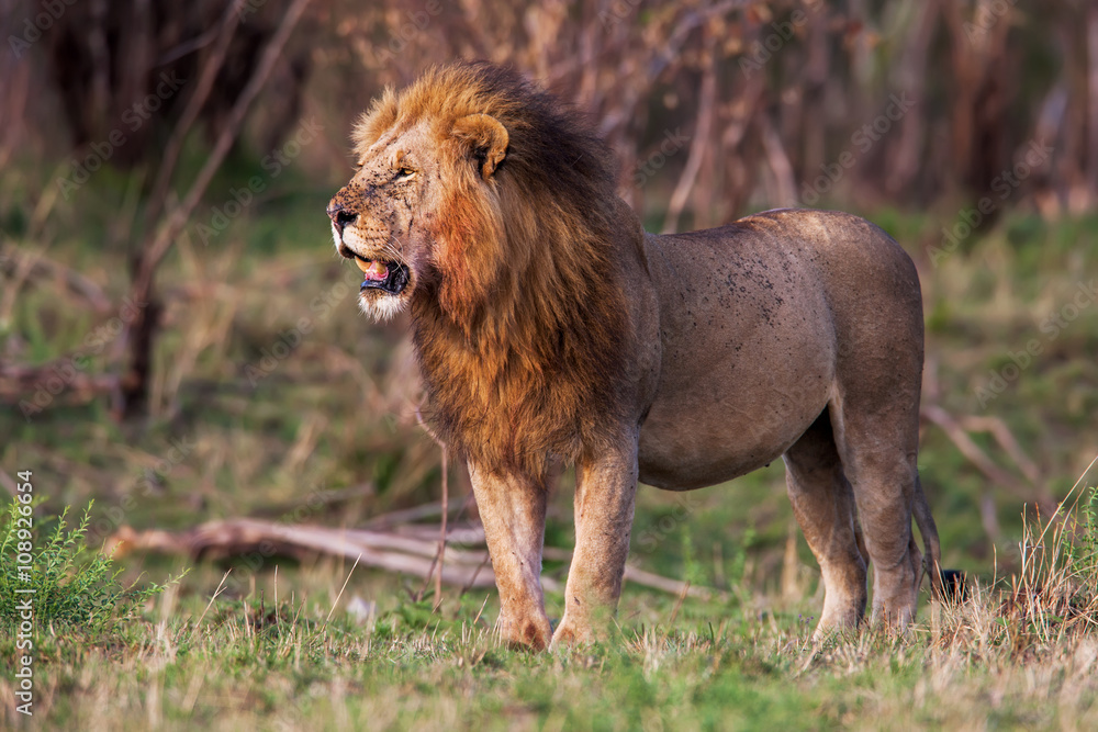Male lion standing in the grass at sunset, Kenya. Male lion standing in the grass at sunset, Kenya.