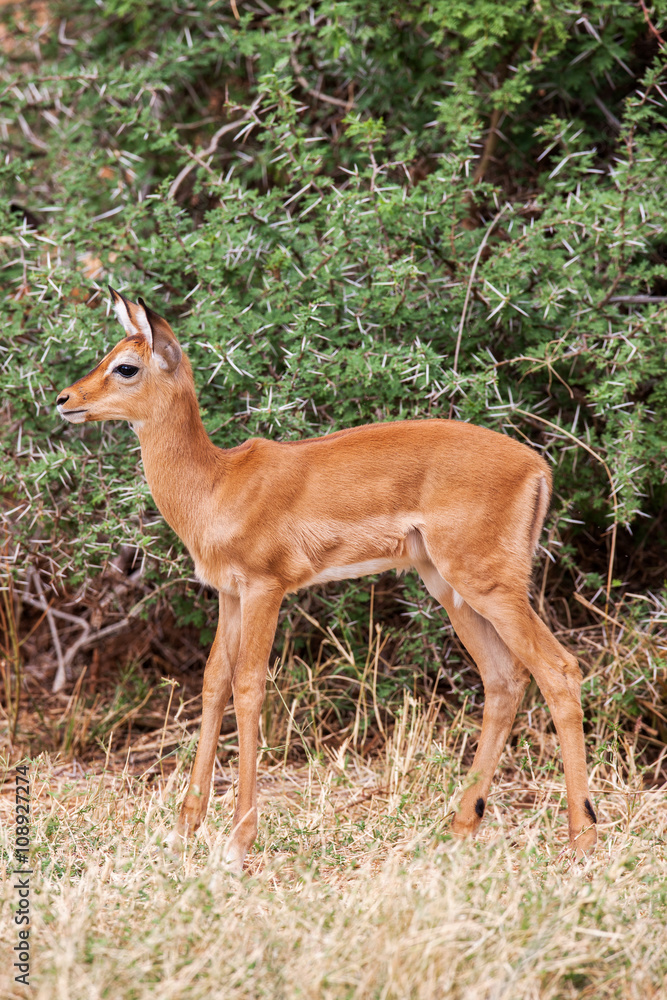 Young Impala baby stands and watching other antelopes in a game reserve Young Impala baby stands and watching other antelopes in a game reserve