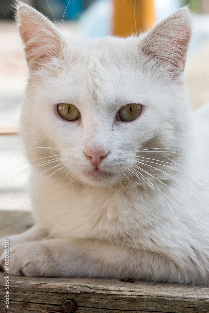White cat portrait - vertical orientation