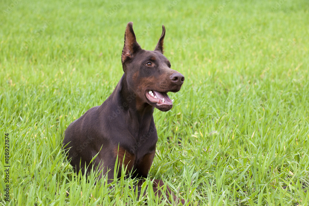 doberman doberman