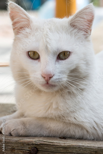 White cat portrait - vertical orientation