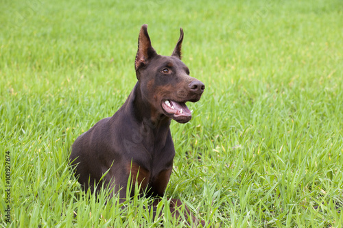 doberman