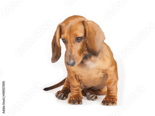 Dachshund Dog isolated over white background