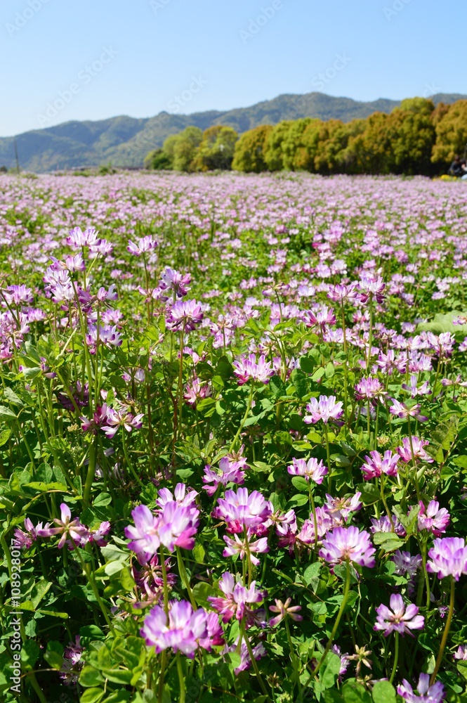 京都嵯峨野のレンゲ畑 京都嵯峨野のレンゲ畑