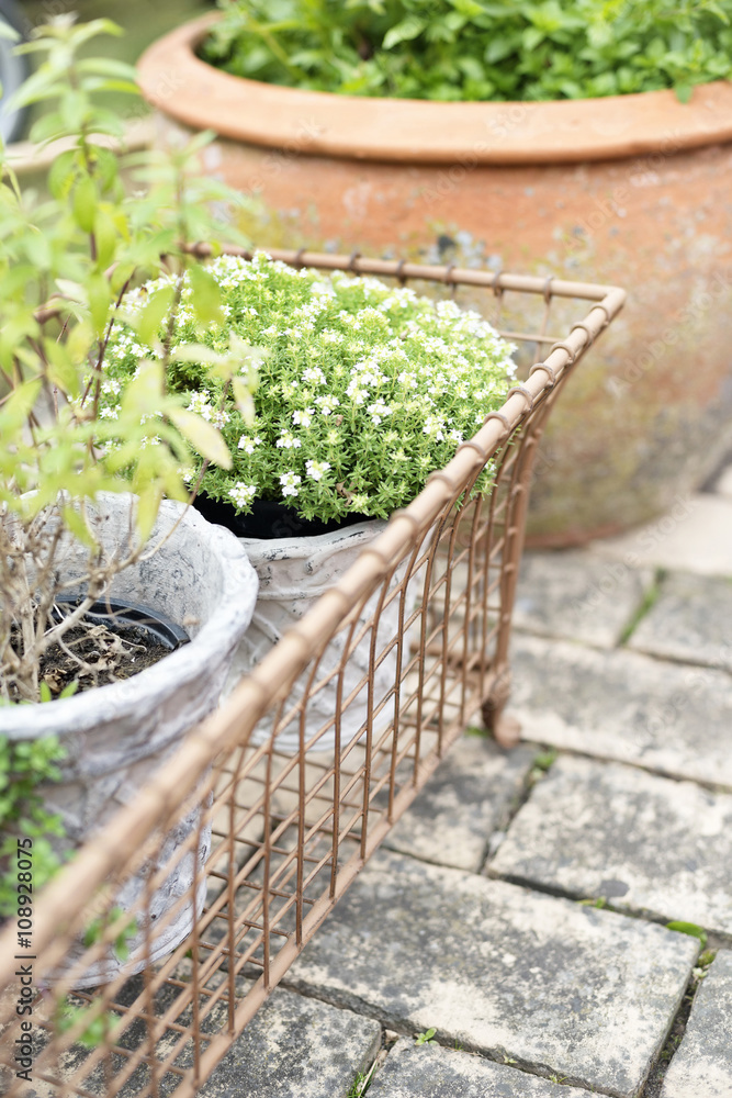 Potted plants in garden