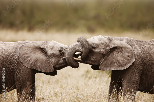 Tableau sur toile Elephants touching each other gently - Addo Elephant National Park