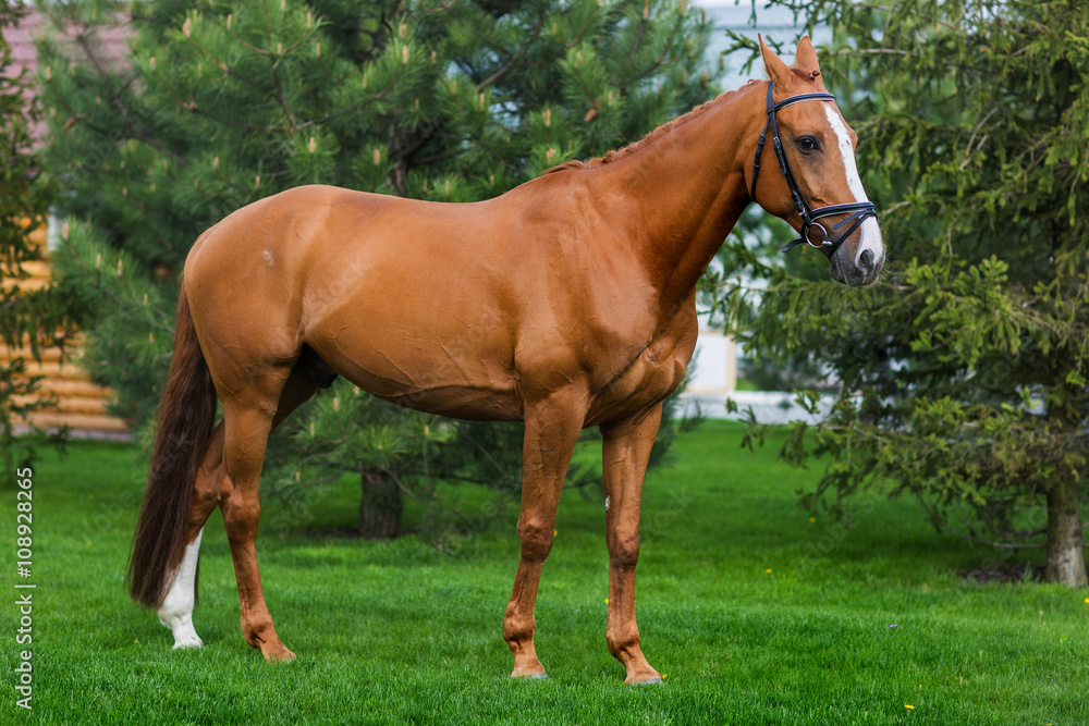 Brown horse standing in the green meadow Brown horse standing in the green meadow