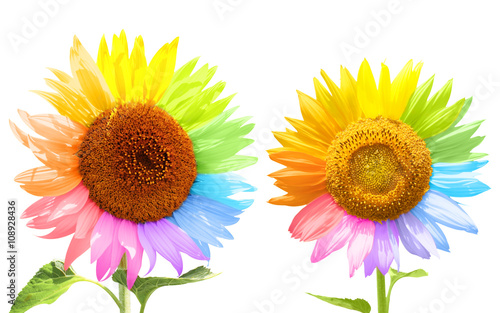 Fototapeta Naklejka Na Ścianę i Meble -  Two sunflowers with petals painted in different colors