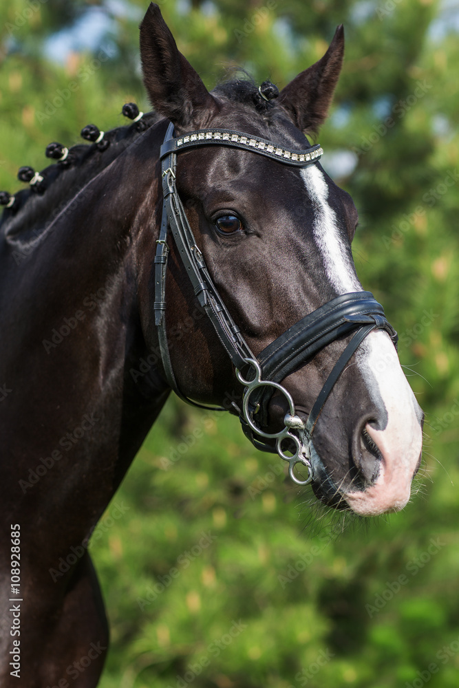 Gorgeous horse stallion portrait in the summer against greenery Gorgeous horse stallion portrait in the summer against greenery