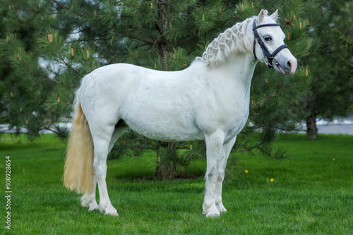 Beautiful white horse portrait at the pasture agaist greenery 